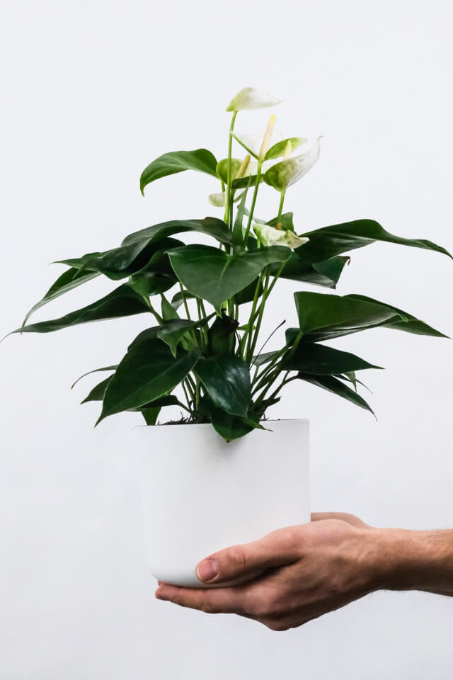 Golden Pothos Pole - Ảnh 2